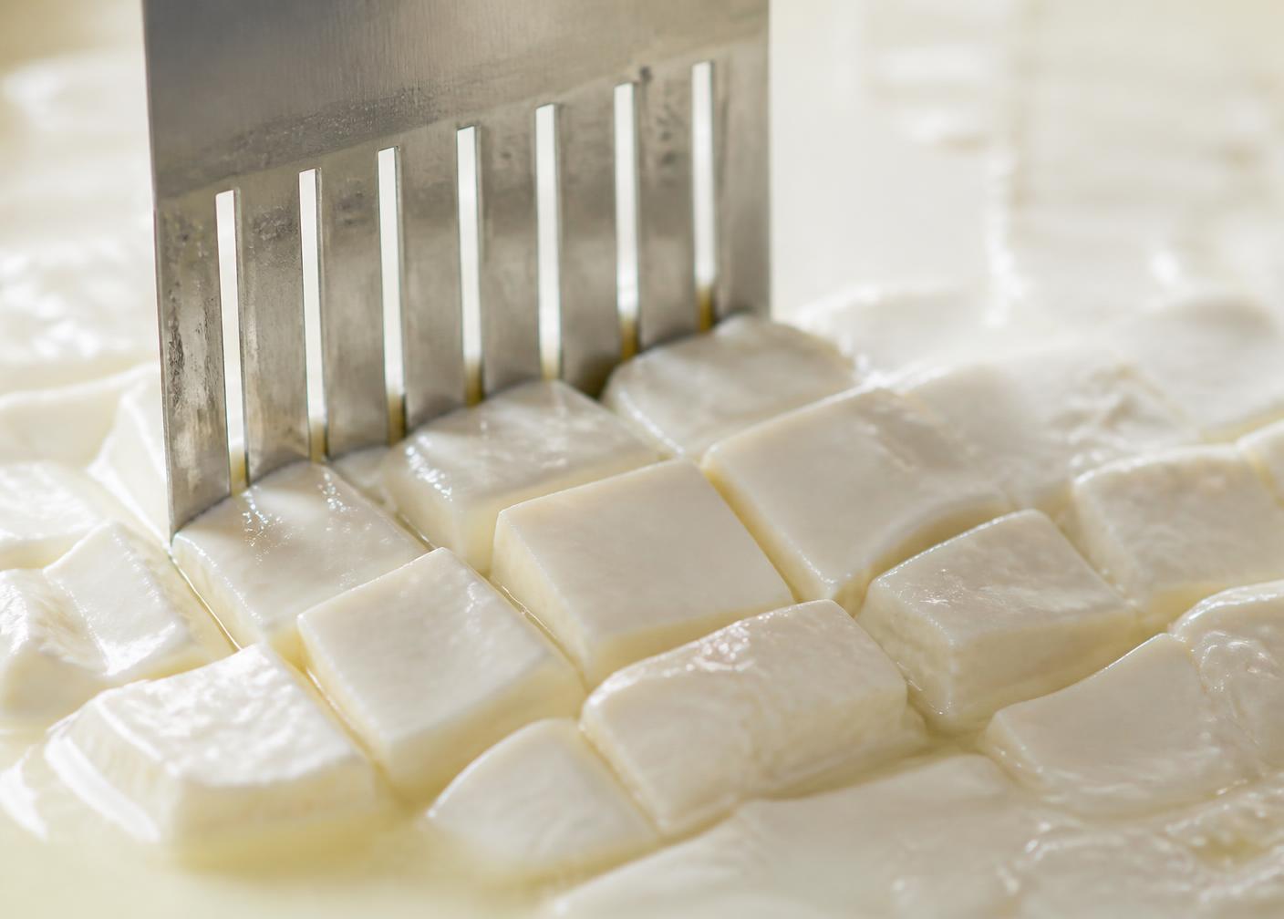 Curd being cut into even cubes with a stainless steel curd knife as whey separates